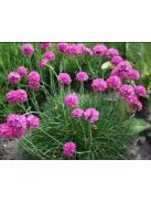 Tengerparti pázsitszegfű / ARMERIA maritima 'Splendens'