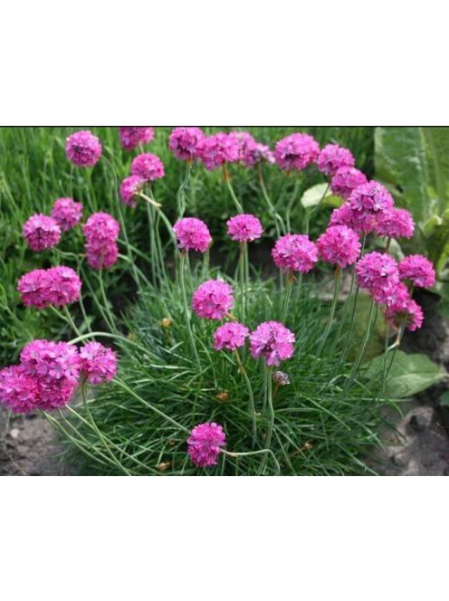 Tengerparti pázsitszegfű / ARMERIA maritima 'Splendens'