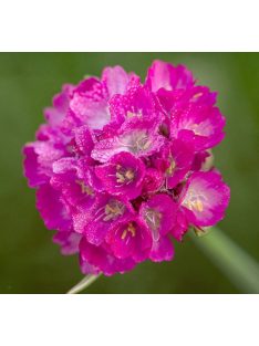   Tengerparti pázsitszegfű / ARMERIA maritima 'Splendens'