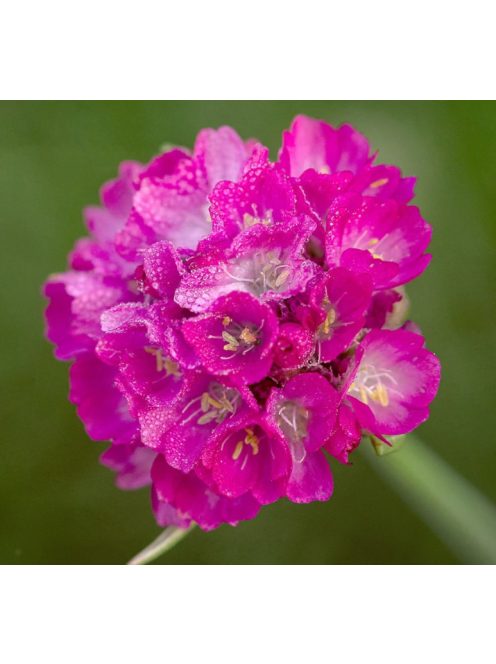 Tengerparti pázsitszegfű / ARMERIA maritima 'Splendens'