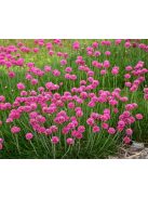 Tengerparti pázsitszegfű / ARMERIA maritima 'Splendens'