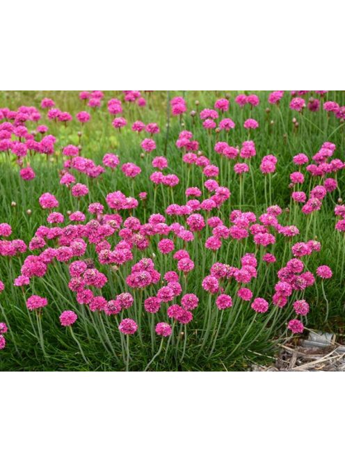 Tengerparti pázsitszegfű / ARMERIA maritima 'Splendens'
