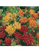 Gumós selyemkóró / ASCLEPIAS tuberosa 'Gay Butterflies'