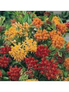   Gumós selyemkóró / ASCLEPIAS tuberosa 'Gay Butterflies'