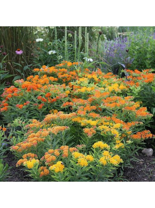 Gumós selyemkóró / ASCLEPIAS tuberosa 'Gay Butterflies'