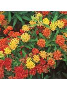 Gumós selyemkóró / ASCLEPIAS tuberosa 'Gay Butterflies'