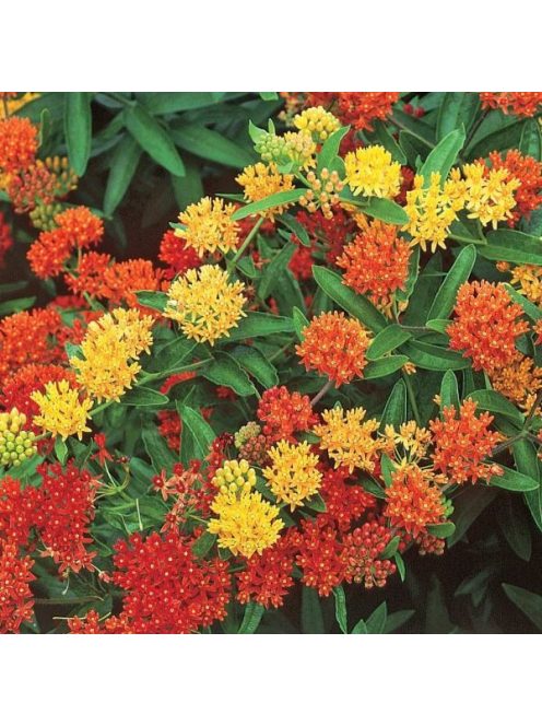 Gumós selyemkóró / ASCLEPIAS tuberosa 'Gay Butterflies'