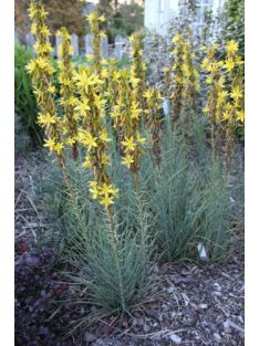 Sárga virágoszlop / ASPHODELINE lutea