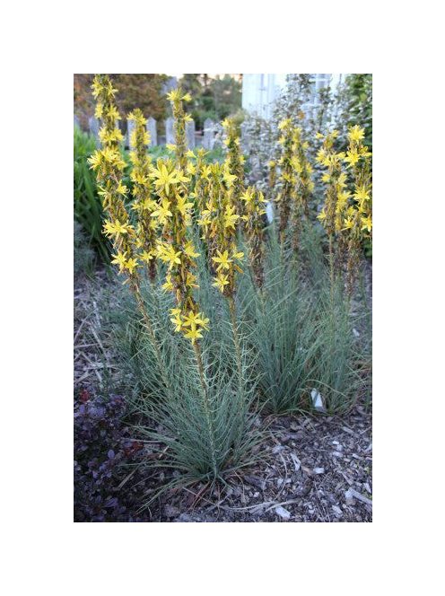 Sárga virágoszlop / ASPHODELINE lutea