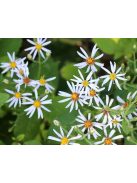 Nagylevelű őszirózsa / ASTER macrophyllus