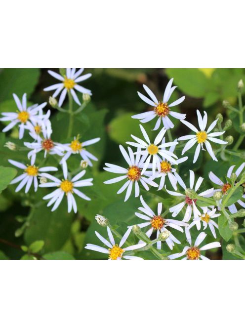Nagylevelű őszirózsa / ASTER macrophyllus