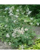 Nagylevelű őszirózsa / ASTER macrophyllus