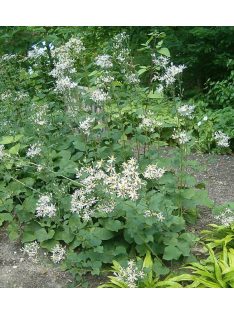 Nagylevelű őszirózsa / ASTER macrophyllus