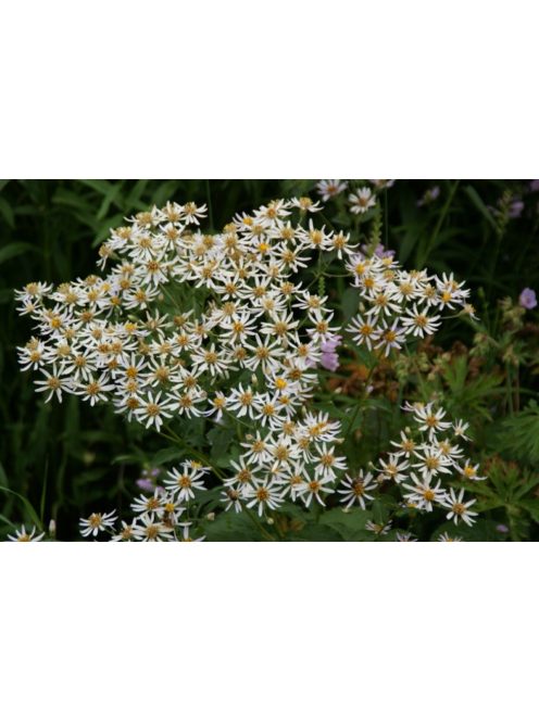 Nagylevelű őszirózsa / ASTER macrophyllus