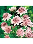 Óriás völgycsillag / ASTRANTIA maxima