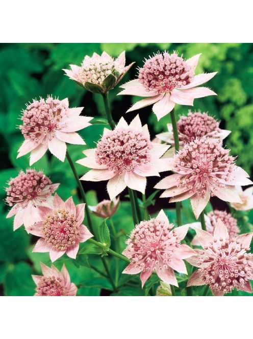 Óriás völgycsillag / ASTRANTIA maxima