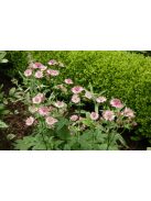 Óriás völgycsillag / ASTRANTIA maxima