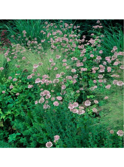 Óriás völgycsillag / ASTRANTIA maxima