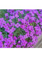 Pázsitviola / AUBRIETA x cultorum 'Royal Cascade Purple-Violet'