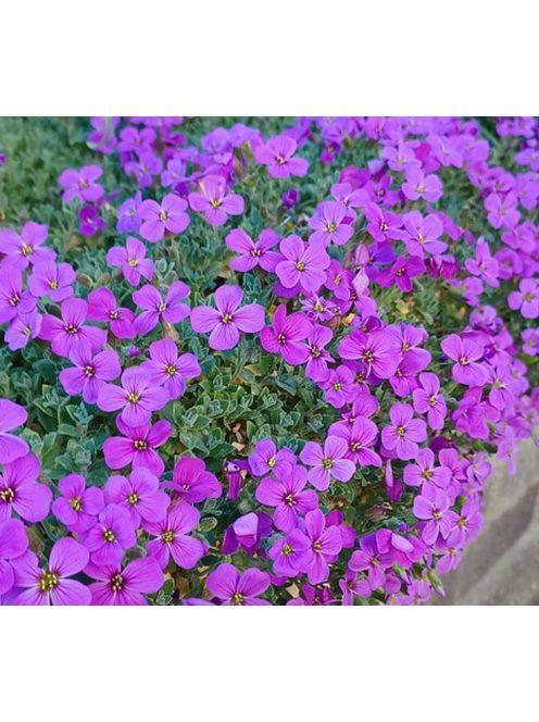 Pázsitviola / AUBRIETA x cultorum 'Royal Cascade Purple-Violet'
