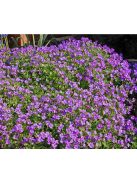 Pázsitviola / AUBRIETA x cultorum 'Royal Cascade Purple-Violet'