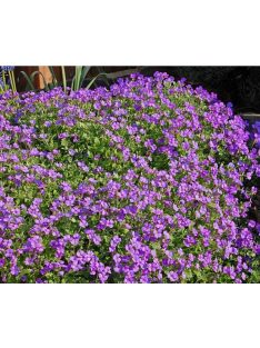   Pázsitviola / AUBRIETA x cultorum 'Royal Cascade Purple-Violet'