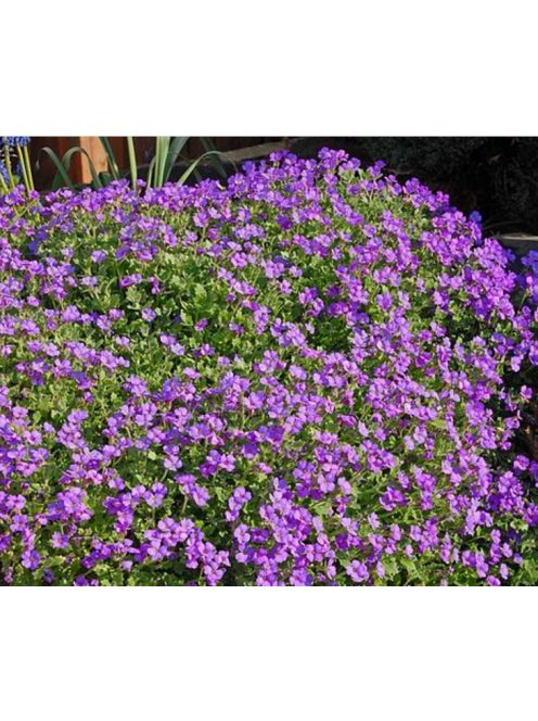 Pázsitviola / AUBRIETA x cultorum 'Royal Cascade Purple-Violet'