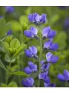Déli borsőfürt / BAPTISIA australis