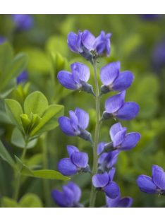 Déli borsőfürt / BAPTISIA australis