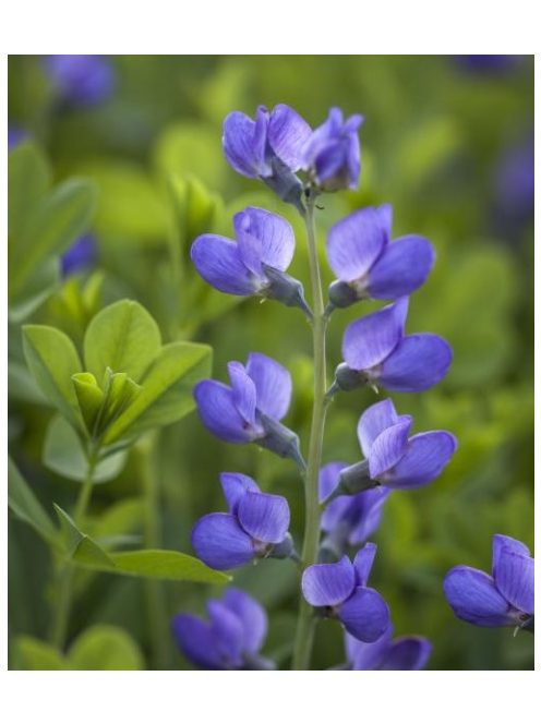 Déli borsőfürt / BAPTISIA australis