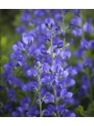 Déli borsőfürt / BAPTISIA australis
