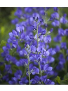 Déli borsőfürt / BAPTISIA australis