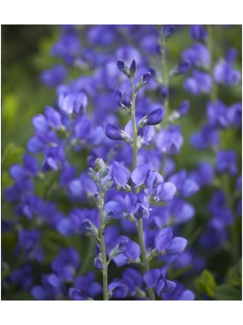 Déli borsőfürt / BAPTISIA australis