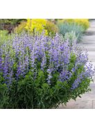 Déli borsőfürt / BAPTISIA australis