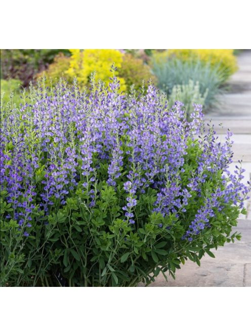 Déli borsőfürt / BAPTISIA australis