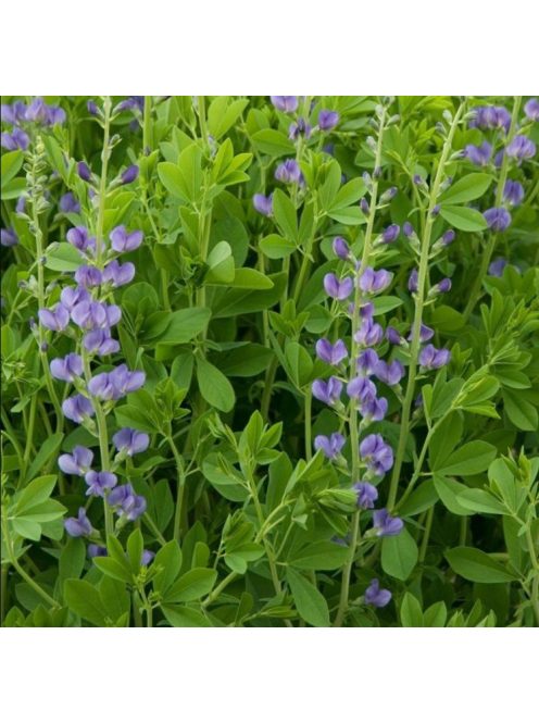 Déli borsőfürt / BAPTISIA australis