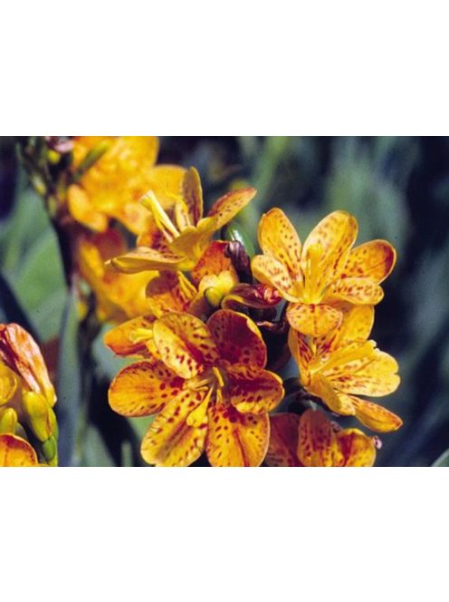 Kínai párducvirág / BELAMCANDA flabellata 'Hello Orange'