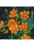 Kínai párducvirág / BELAMCANDA flabellata 'Hello Orange'