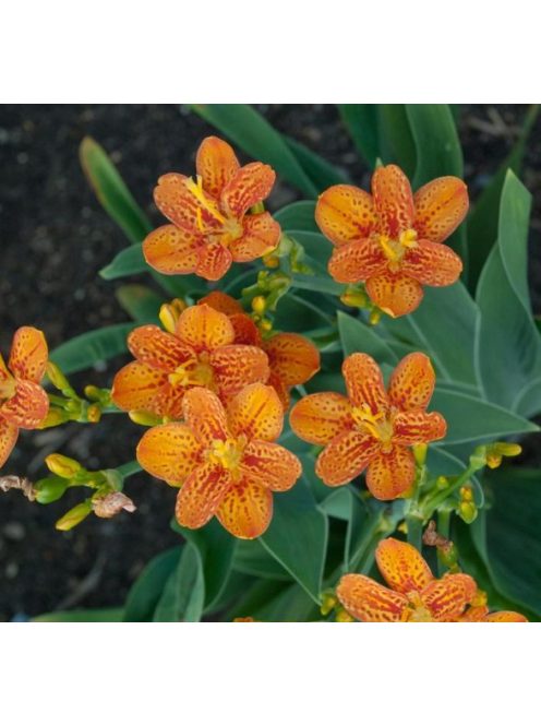 Kínai párducvirág / BELAMCANDA flabellata 'Hello Orange'