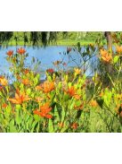Kínai párducvirág / BELAMCANDA flabellata 'Hello Orange'