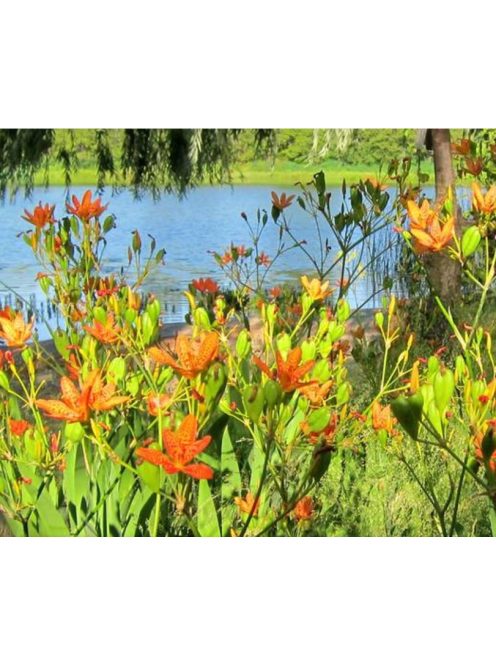 Kínai párducvirág / BELAMCANDA flabellata 'Hello Orange'