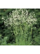 Rezgőpázsit / BRIZA media pure seed