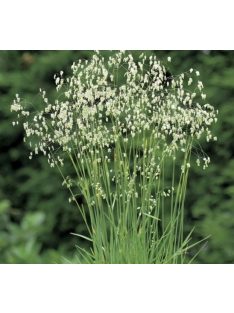 Rezgőpázsit / BRIZA media pure seed