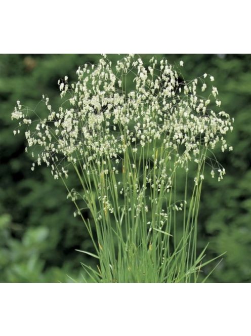 Rezgőpázsit / BRIZA media pure seed