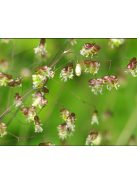 Rezgőpázsit / BRIZA media pure seed