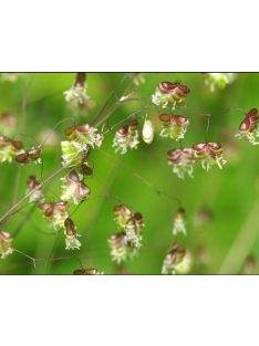 Rezgőpázsit / BRIZA media pure seed