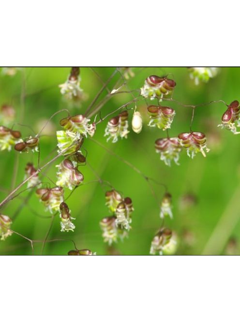 Rezgőpázsit / BRIZA media pure seed