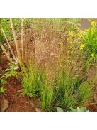 Rezgőpázsit / BRIZA media pure seed