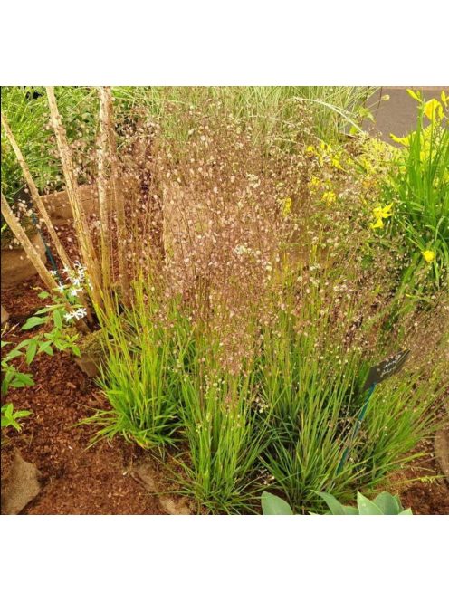 Rezgőpázsit / BRIZA media pure seed