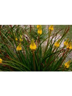 BULBINELLA angustifolia